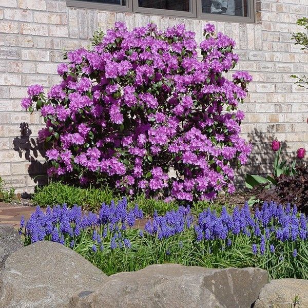Clarissa's 60 Mph Pick  Pjm Rhododendron