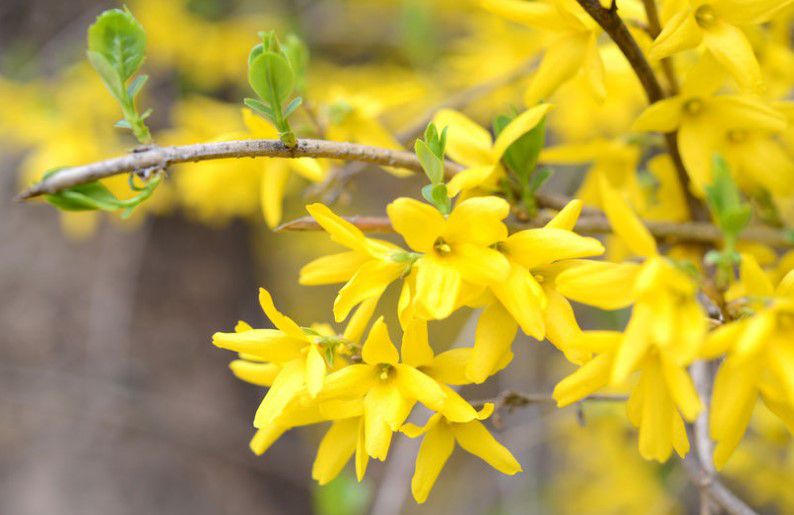 60 mph Picks: FORSYTHIA