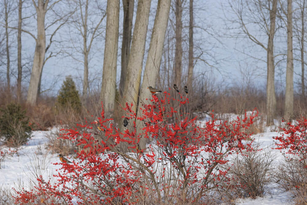 Beyond the Whiteout: 5 Ways to Add Stunning Winter Interest to Your Minnesota Landscape
