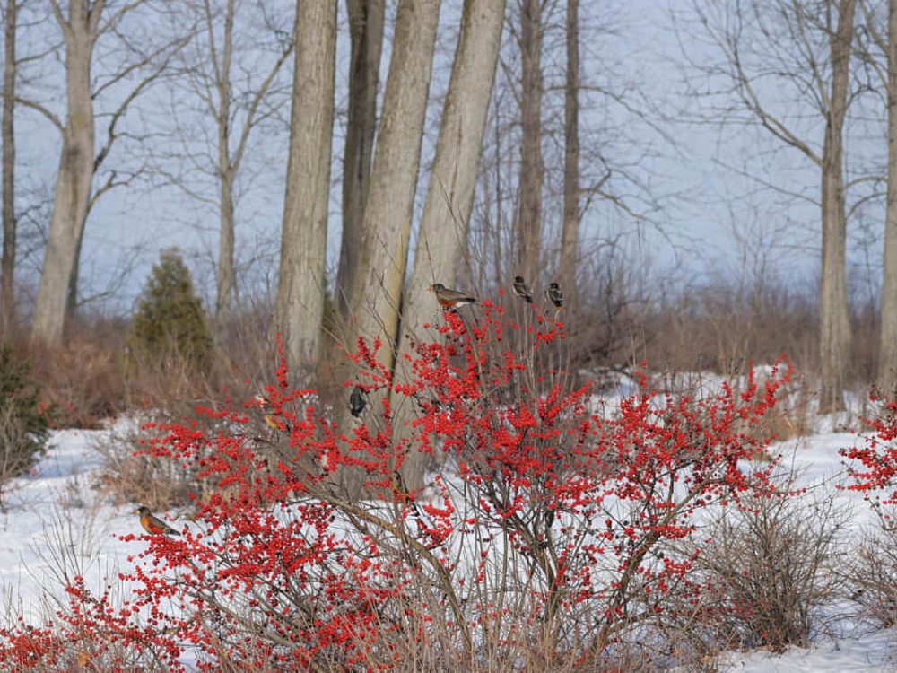Beyond the Whiteout: 5 Ways to Add Stunning Winter Interest to Your Minnesota Landscape